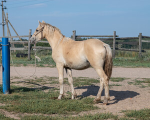 Obraz premium Portrait of a beautiful young horse on a farm.