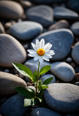 Closeup photo of flower between the stones