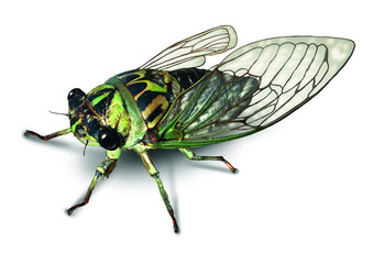 Cicada or Cicala bug on a white background after a long hibernation underground as a symbol of...