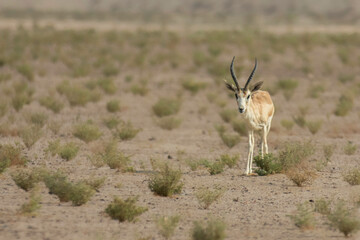 antelope in the wild