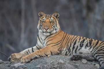 portrait of a tiger