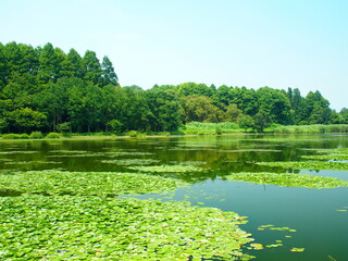 水草浮かぶ池越しに見る夏の水元公園風景