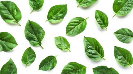 green leaves isolated on white 