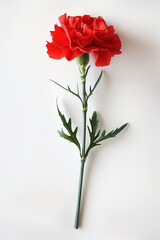 빨강 카네이션 한송이