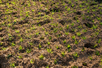 Plant germination