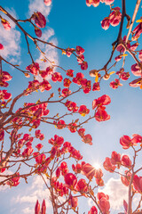 Beautiful magnolia tree blossom in springtime. Tender pink flowers bathing in sunlight under blue sunny sky. Warm spring April weather. Magnolia pink blossom tree flowers, close up nature outdoors - 790611172