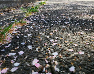 桜の花びら