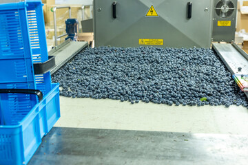 Organic agriculture, blueberry cultivation, Sorting of the highest quality blueberries, local factory,