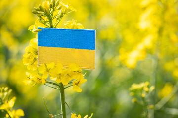 Ukraine agriculture, concept Agricultural industry, food and biofuel production, blooming rapeseed field and Ukrainian flag