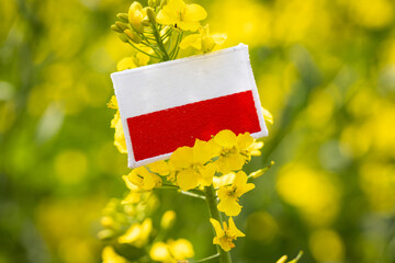 Poland rapeseed, Blooming rapeseed field and Polish flag, Concept, Agricultural crops, food and...