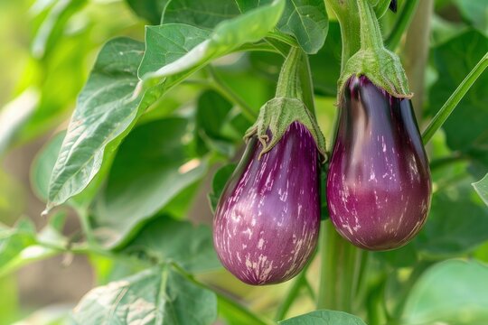 A blurred background surrounds two purple eggplants hanging on a plant in an orchard.