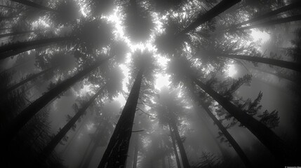 Mystical black and white image of towering trees in a foggy forest captured with a fisheye lens