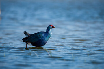 Purple Swamphen.