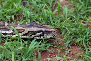 In the grass, a python lurks with stealth, embodying the essence of predation and showcasing its...