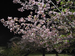 夜の桜の輝き　夜桜