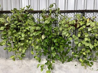 House plants in the clay pot hanging on the wall for interior decoration