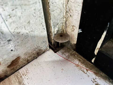 pleated inkcap mushroom grows on corner of dirty room