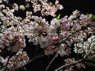 夜の桜の輝き　夜桜