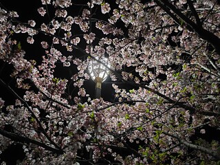 夜の桜の輝き　夜桜
