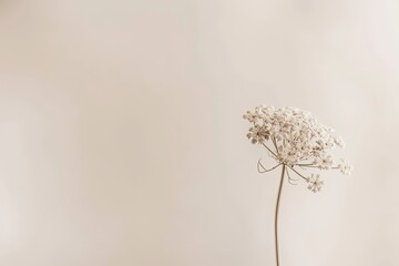 A minimalist composition featuring a single stem of Queen Anne's Lace against a muted background. - obrazy, fototapety, plakaty