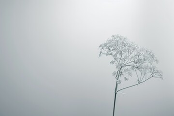 A minimalist composition featuring a single stem of Queen Anne's Lace against a muted background.  - obrazy, fototapety, plakaty