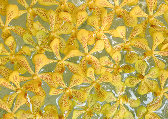 Close up Mokara yellow orchid plant Isolated on  water