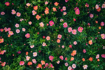 An aerial view of a wildflower meadow, with clusters of peonies standing out in a riot of color, symbolizing prosperity and romance. 