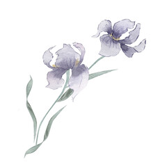Blue watercolor flower, iris,  card, poster.