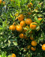 The orange on the tree is named Sai Nam Phueng.