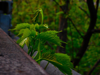 fern leaf in the forest