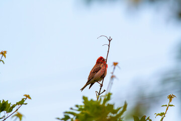 colorful and songful little bird,Common Rosefinch, Carpodacus erythrinus