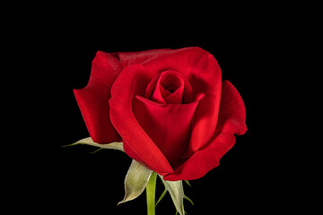 Single Red Rose Flower Isolated on Black Background