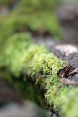 moss on a tree
