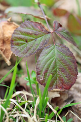 leaves in the forest