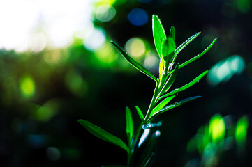 aesthetic grass with a blurry background in the morning