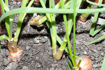 Chives grown from onions in a pot