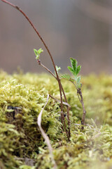 green moss on a tree