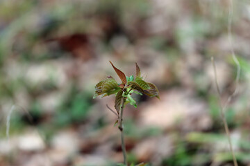 Bud on a tree forrest