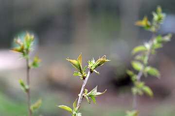 close up of leaves