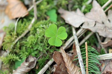 shamrock in the forrest