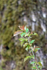 tree in the forest