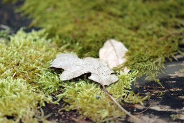 moss on the ground