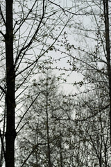 Trees in the Forrest