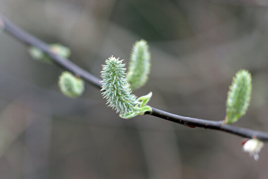 buds of a tree