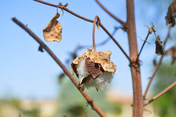 close up of cotton plant leaf against blue sky nature