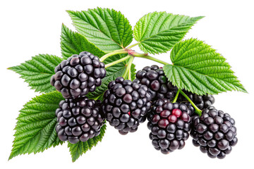 Branch of blackberries isolated on transparent background