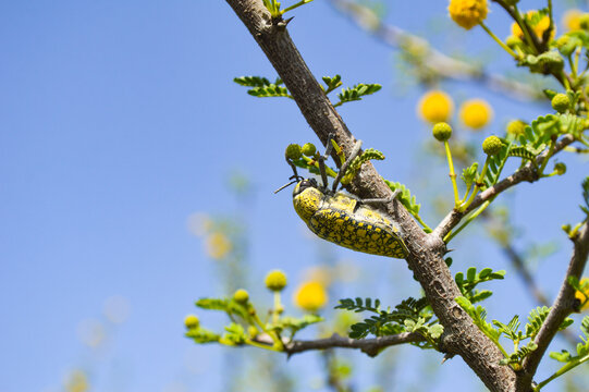 vachellia nilotica  yellow flower spring tree branch, julodis coleoptera insect animal