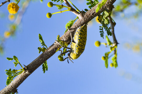 yellow flowers on blue sky background, close up of julodis insect vachellia nilotica