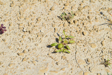 Close up of fagonia plant on the ground, texture natural background