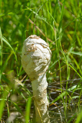 podaxi pistillaris mushroom close up, natural shaggymane rain season fungi in garden
